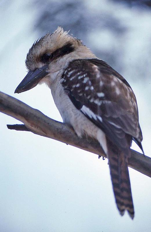 WT 0400 080-38 Australia.jpg